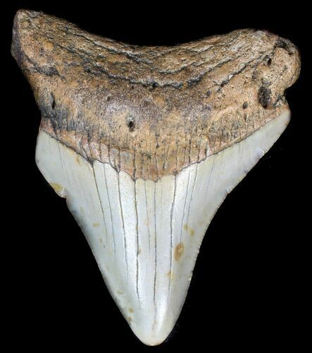Juvenile Megalodon Tooth - North Carolina #56641